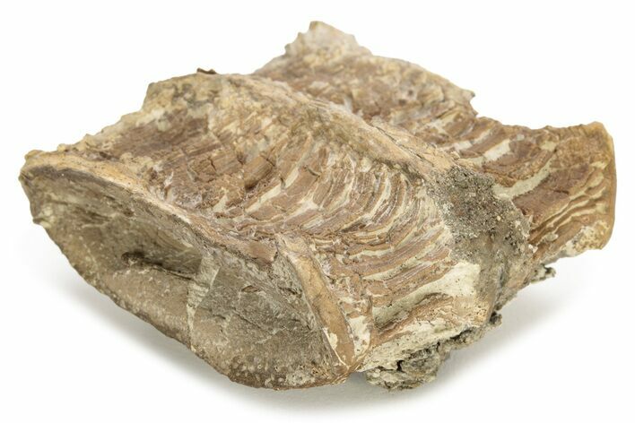 Fossil Xiphactinus (Cretaceous Fish) Vertebrae - Kansas #228310